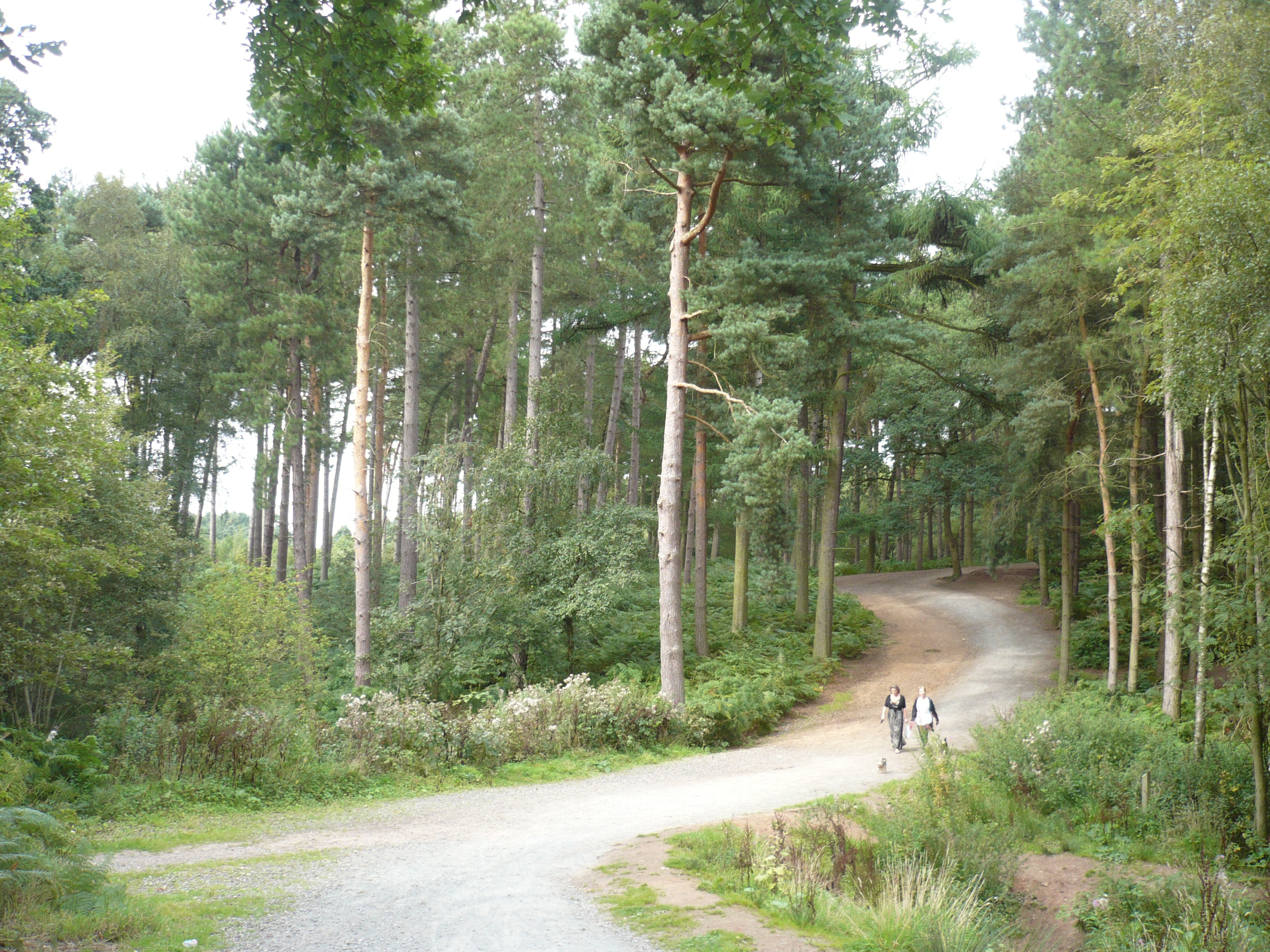 Download this Delamere Forest Cheshire picture